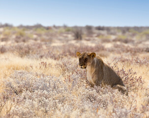 View of a female lion
