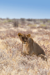 View of a female lion