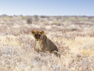 View of a female lion