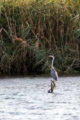 View of a grey heron in Sardinia