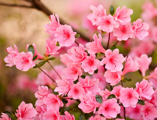 Vintage background little flowers, nature beautiful, toning design spring nature, sun plants