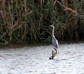 View of a grey heron in Sardinia