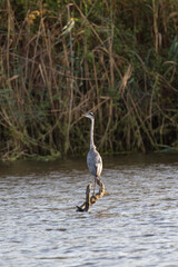 View of a grey heron in Sardinia