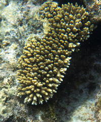 Naklejka na ściany i meble View of acropora coral in Egypt