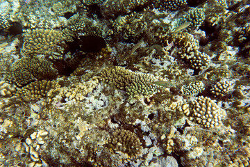 Fototapeta na wymiar View of coral reef in Sharm El Sheik