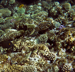 View of coral reef in Sharm El Sheik