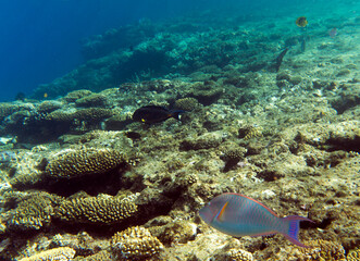 View of coral reef in Sharm El Sheik