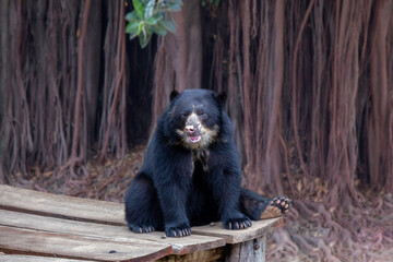 Spectacled bear sitting in selective focus with blurred forest background
