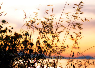 Summer meadow in warm evening sunlight. Relaxing and warm feeling place