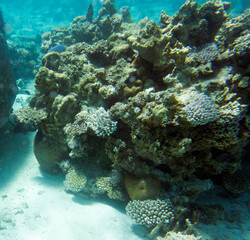 View of the coral reef