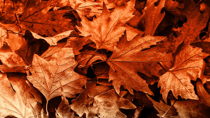 Autumn leaf on old white vintage wooden texture floor with free copy space for your ideas texts