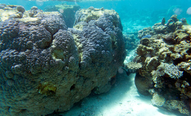 View of the coral reef
