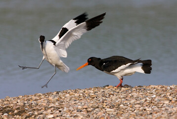 Eurasian Oystercatcher and Pied Avocet, Scholekster en Kluut, Haematopus ostralegus and...