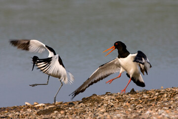 Scholekster en Kluut, Eurasian Oystercatcher and Pied Avocet, Haematopus ostralegus and Recurvirostra avosetta