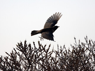 Ring Ouzel, Beflijster, Turdus torquatus