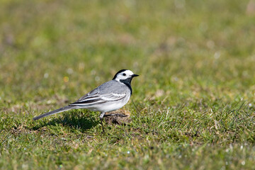 White Wagtail, Witte Kwikstaart, Motacilla alba
