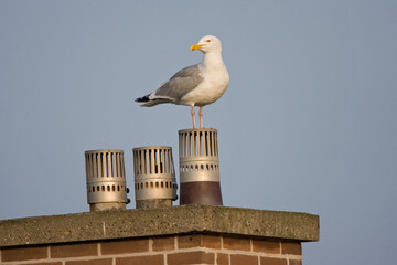Zilvermeeuw, Herring Gull, Larus argentatus