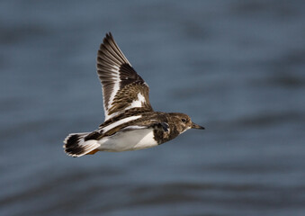 Ruddy Turnstone, Steenloper, Arenaria interpres