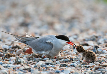 Visdief; Common Tern; Sterna hirundo