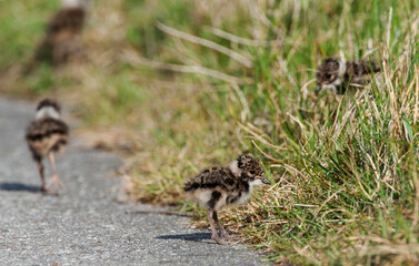 Kievit, Northern Lapwing, Vanellus vanellus