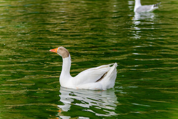 white goose on the water