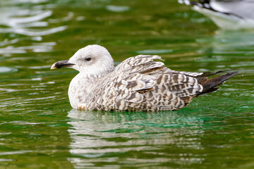 seagull on the water