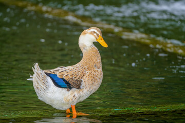 Female duck in the water