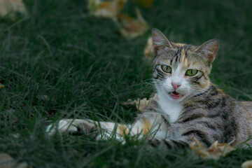 cat in grass