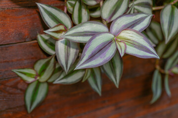 Inchplant (Tradescantia Zebrina) Plant. s