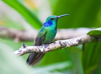 Groene Violetoorkolibrie; Green Violetear; Colibri thalassinus