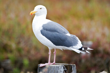 Pacifische Mantelmeeuw, Western Gull, Larus occidentalis