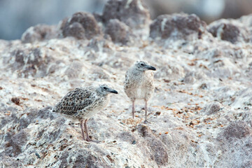 Yellow-legged Gull, Larus michahellis michahellis