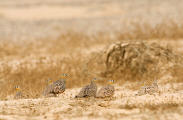 Kroonzandhoen, Crowned Sandgrouse, Pterocles coronatus