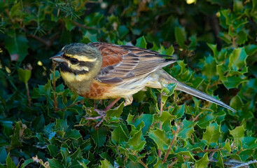 Cirlgors, Cirl Bunting, Emberiza cirlus