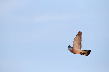 Common Wood-Pigeon, Columba palumbus