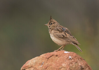 Theklaleeuwerik, Thekla Lark, Galerida theklae theklae