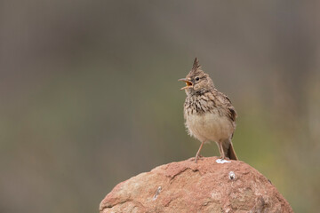 Theklaleeuwerik, Thekla Lark, Galerida theklae theklae