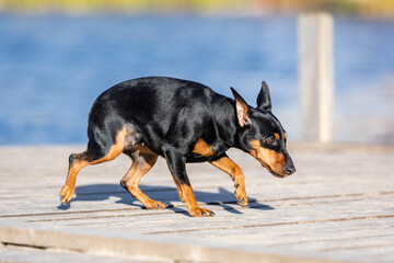Frightened black dog walks on a wooden deck against the background of blue water