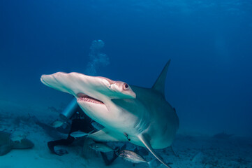 The critically endangered great hammerhead shark