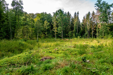 Rodungsfläche im Mischwald