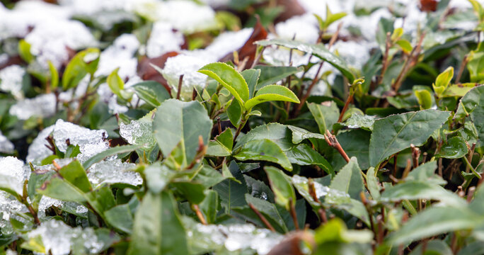 Tea leaves covered with snow, close-up outdoor photo