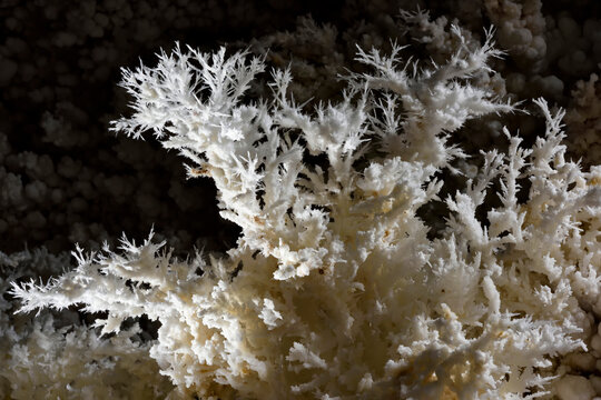 Aragonite bushes cover the walls of Lechuguilla Cave in Carlsbad Caverns National Park.; Carlsbad Caverns National Park, New Mexico.