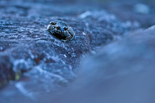 An unusually colored toad blends into its surrounding environment.; Gran Sabana, Venezuela.