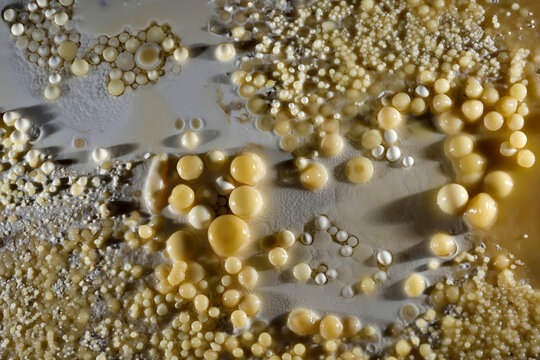 Cave pearls on the floor of Lechuguilla Cave.;   Carlsbad Caverns National Park, New Mexico.