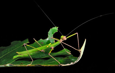 A Calvisia stick insect in Gunung Mulu National Park.; Gunung Mulu National Park, Sarawak, Borneo, Malaysia.