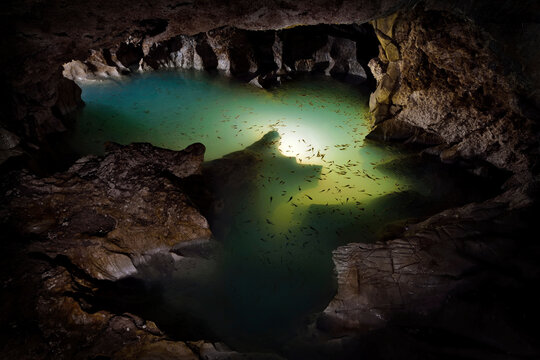 Vast numbers of cave fish inhabit a small deep pool of sulphurous water inside Cueva de Villa Luz in Tabasco, Mexico.; Tabasco State, Mexico.