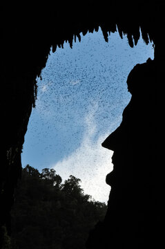 A swarm of wrinkle-lipped bats fly out of Deer Cave.; Gunung Mulu National Park, Sarawak, Borneo, Malaysia.