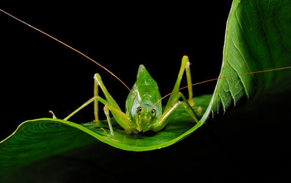 A katydid on a leaf in Gunung Mulu National Park.; Gunung Mulu National Park, Sarawak, Borneo, Malaysia.