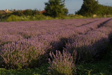 Fototapeta premium Flowering lavender. Field of blue flowers. Lavandula - flowering plants in the mint family, Lamiaceae.