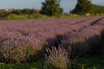 Flowering lavender. Field of blue flowers. Lavandula - flowering plants in the mint family, Lamiaceae.